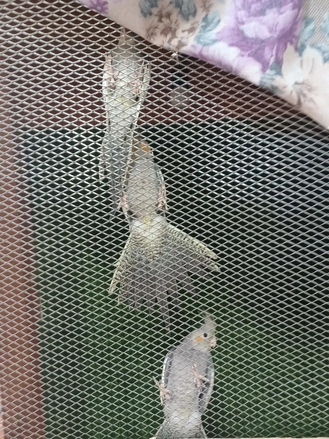 عروس|پرنده|گتوند, |دیوار