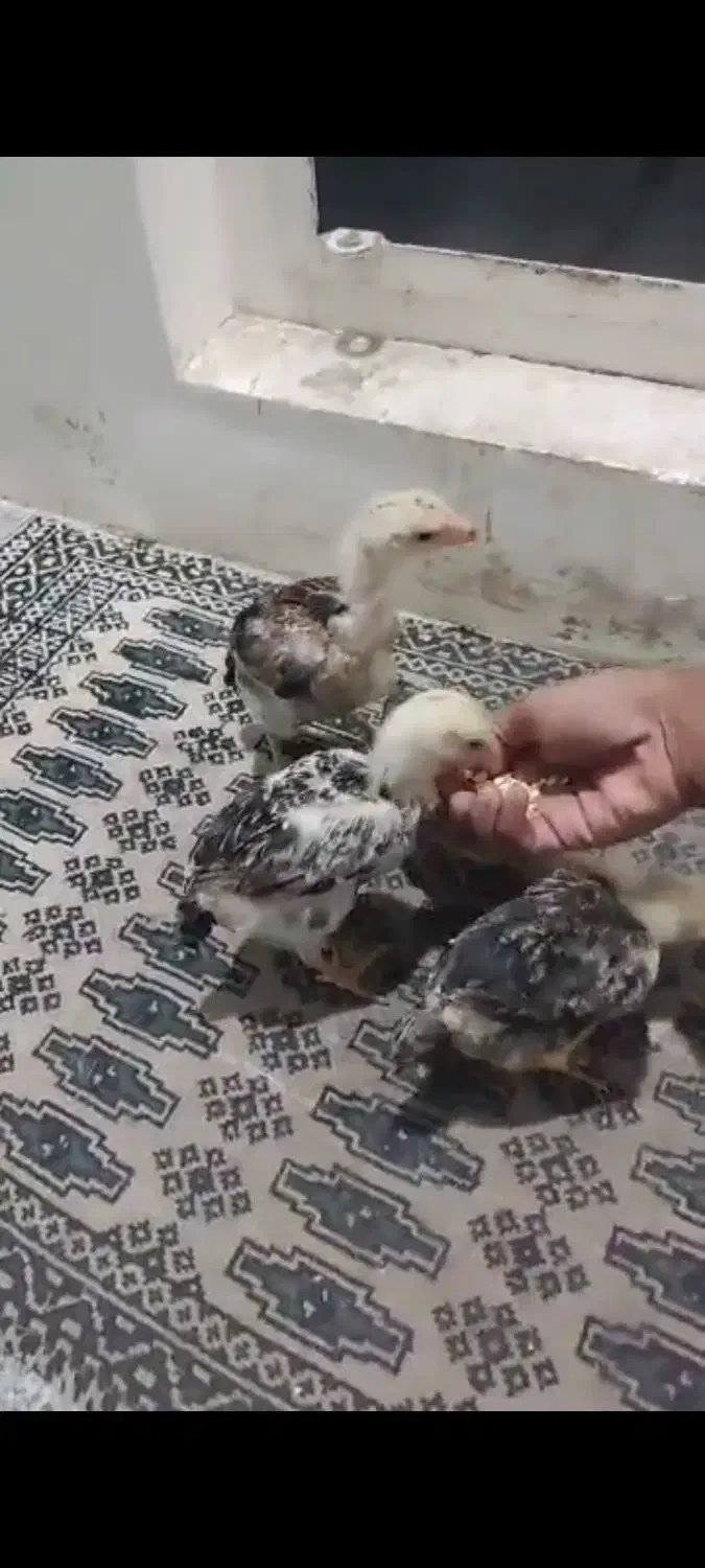 فروش چهار عدد جوجه شامو‌ (لاری ) یک ماهه|حیوانات مزرعه|ارژن, |دیوار