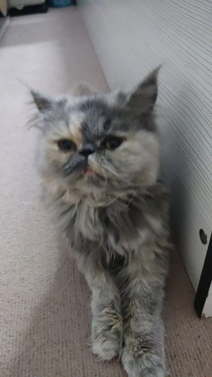 گربه ۷ماهه|گربه|اراک, |دیوار