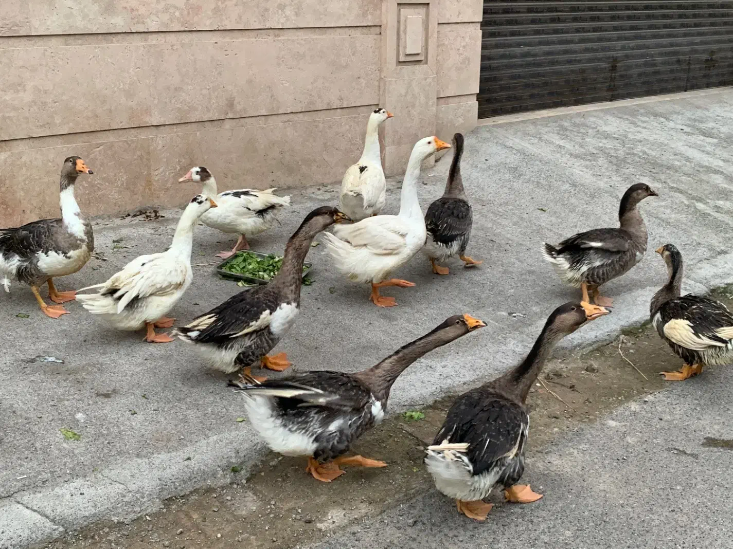 فروش۱۳ عدد غاز اکراینی، غوقاز و هوایی، در حال تخم|حیوانات مزرعه|ساری, |دیوار