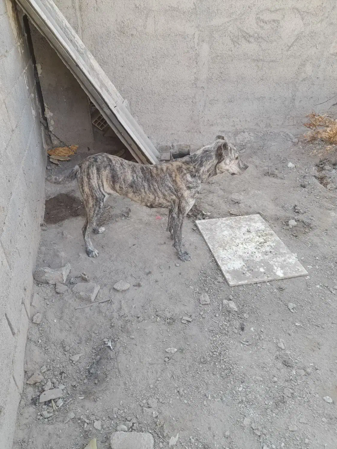 افغان|سگ|تهران, یافت‌آباد|دیوار