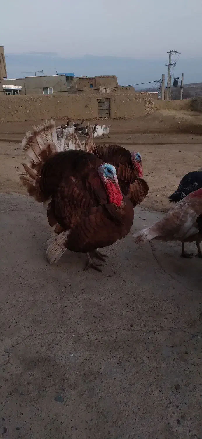 بوقلمون|حیوانات مزرعه|دیواندره, |دیوار