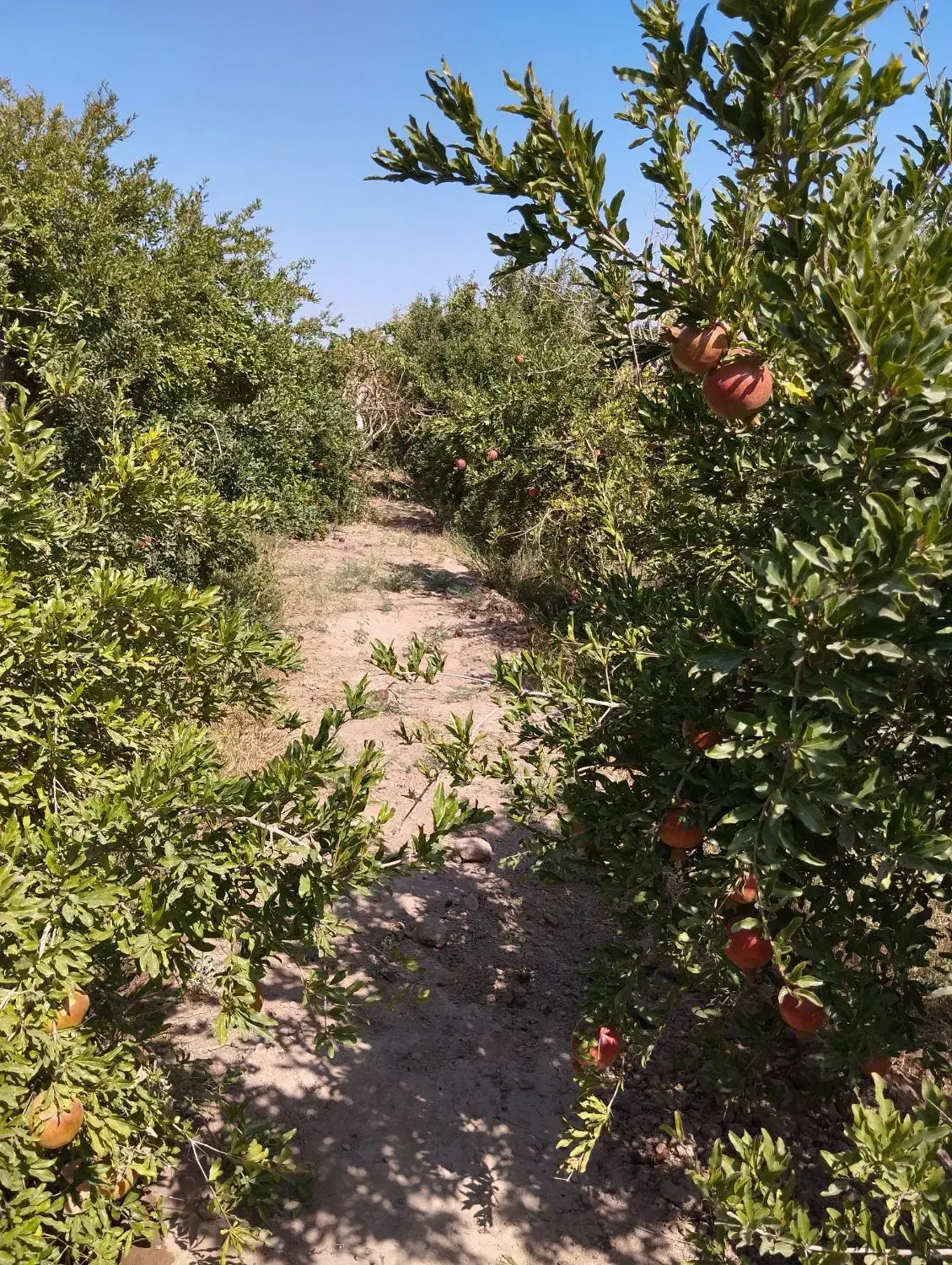 فروش انار باغ سریزد بصورت کلی|خوردنی و آشامیدنی|مهریز, |دیوار