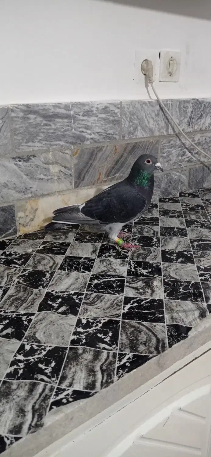 ماده چاپی|حیوانات|دورود, |دیوار