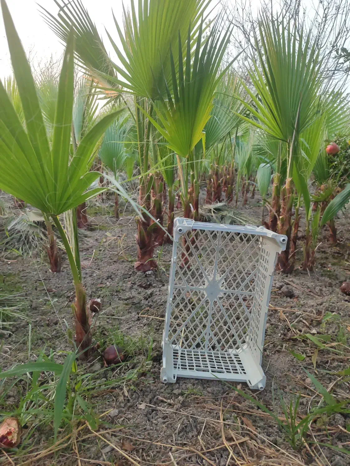 پالم نشایی تا یک متری همه سایزها|گل و گیاه طبیعی|آمل, |دیوار