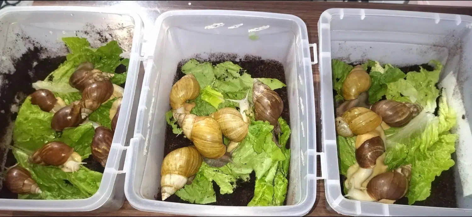 حلزون بالغ وتخم گذار.|خزنده|گلبهار, شهر جدید گلبهار|دیوار