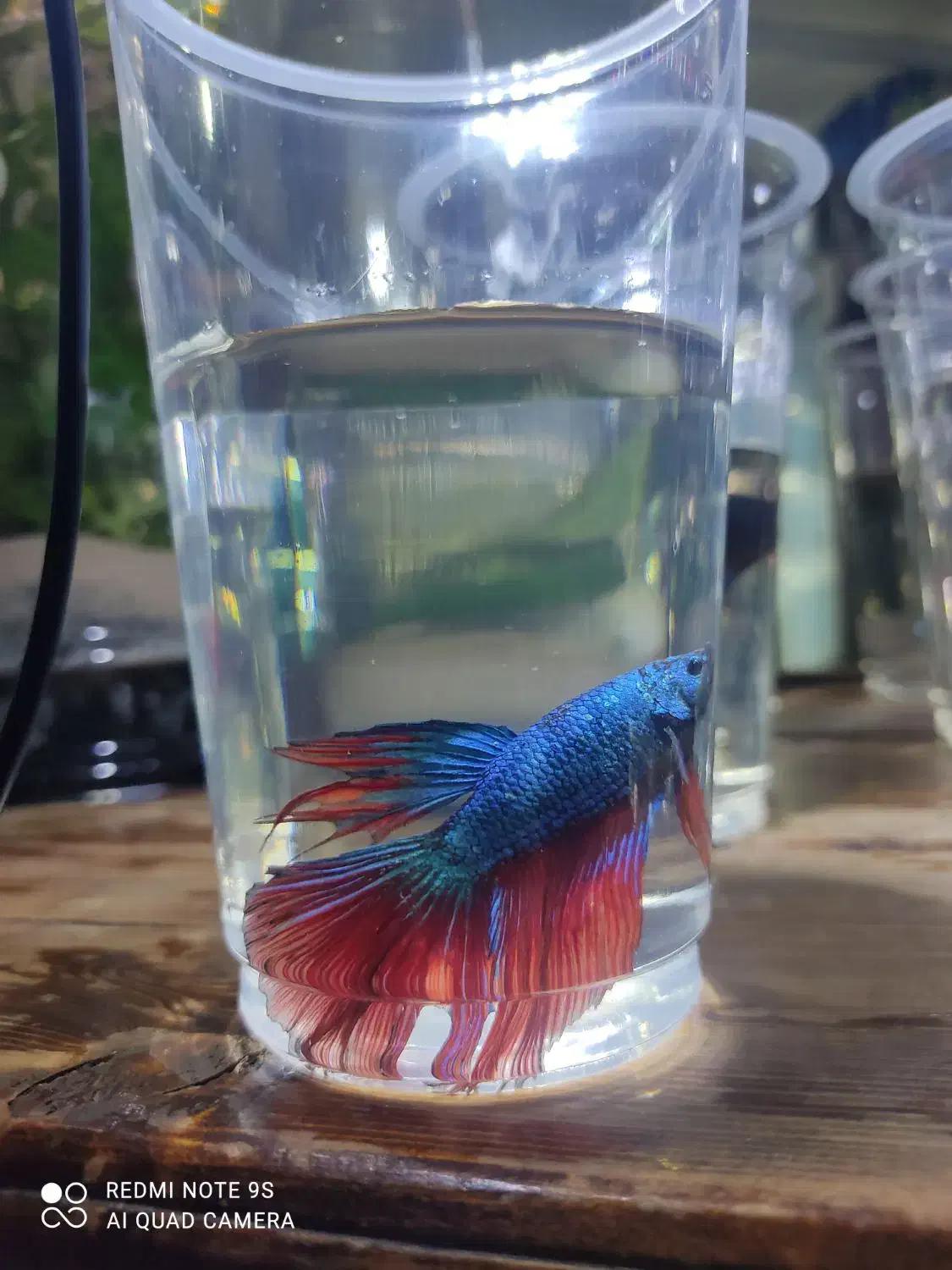 فایتر هافمون|ماهی|هشتگرد, شهرک اقدسیه|دیوار