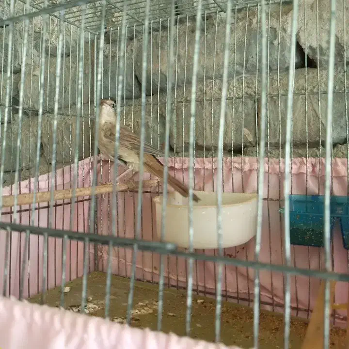 سهره هایه کهنه بخون|پرنده|تبریز, |دیوار