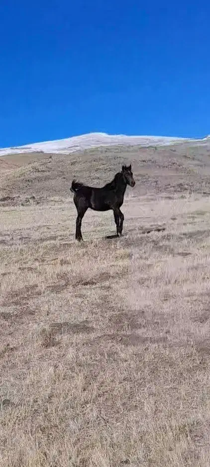 نریان ۶ ماهه|اسب و تجهیزات اسب‌سواری|زنجان, |دیوار