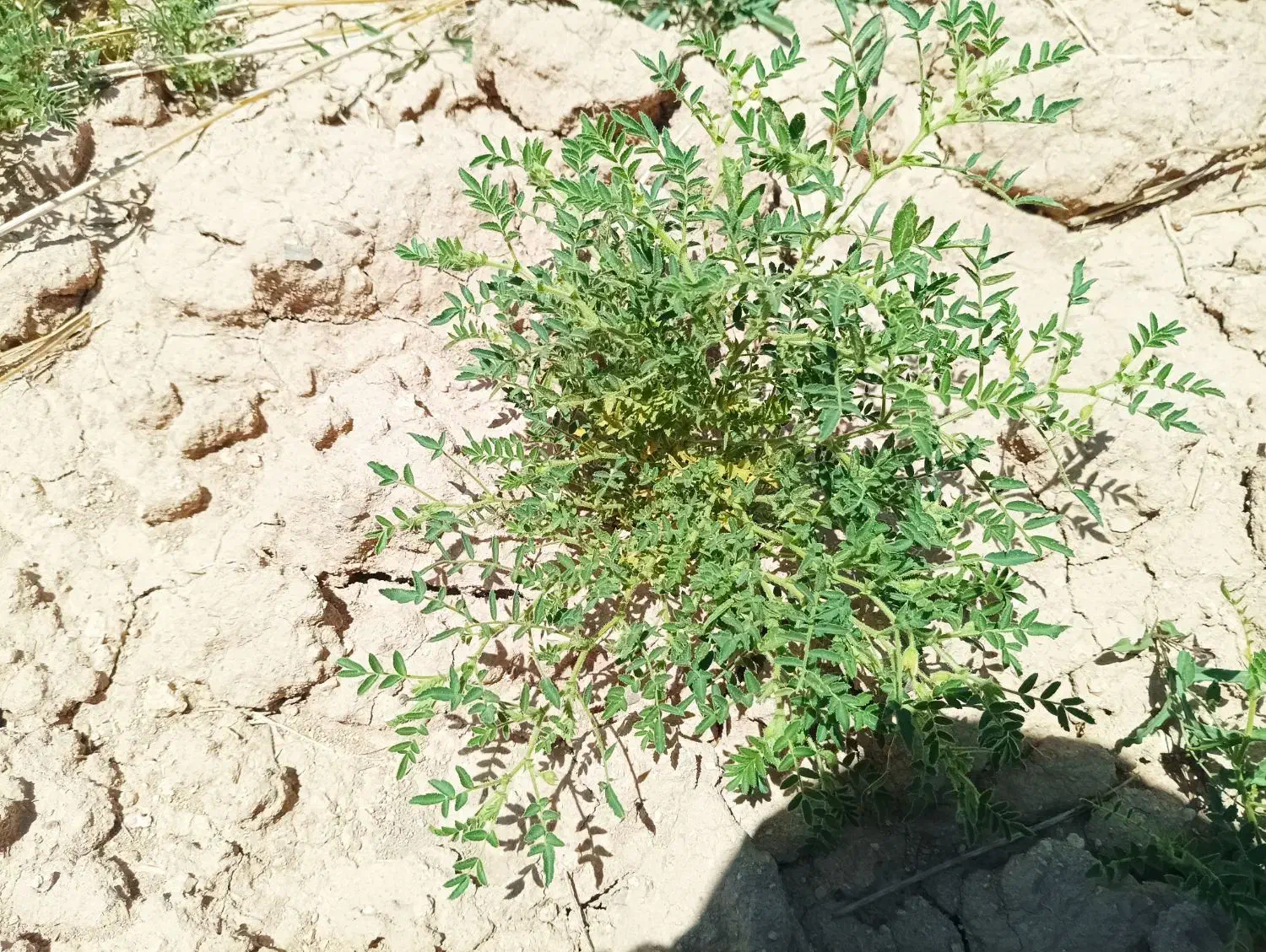 گمشده|اشیا|دهگلان, |دیوار