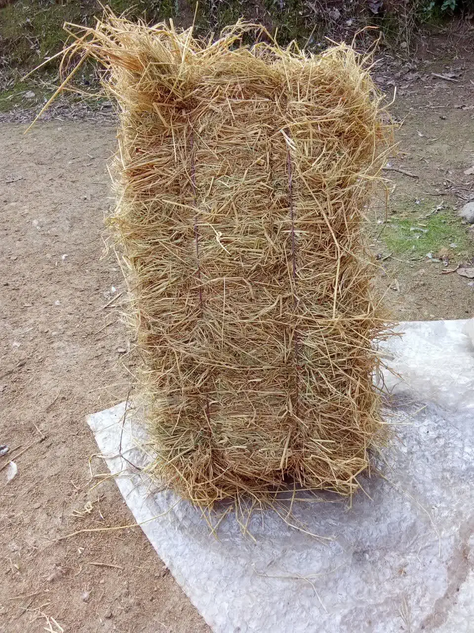 کاه|حیوانات مزرعه|رودسر, |دیوار