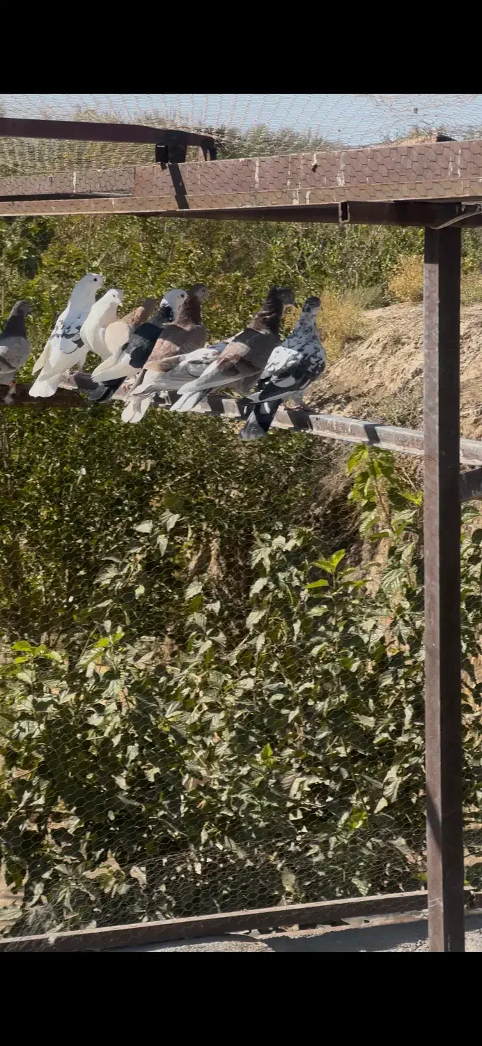 کفتر دونسته و پرشی کفتر تیرماه|پرنده|تهران, آهنگ|دیوار