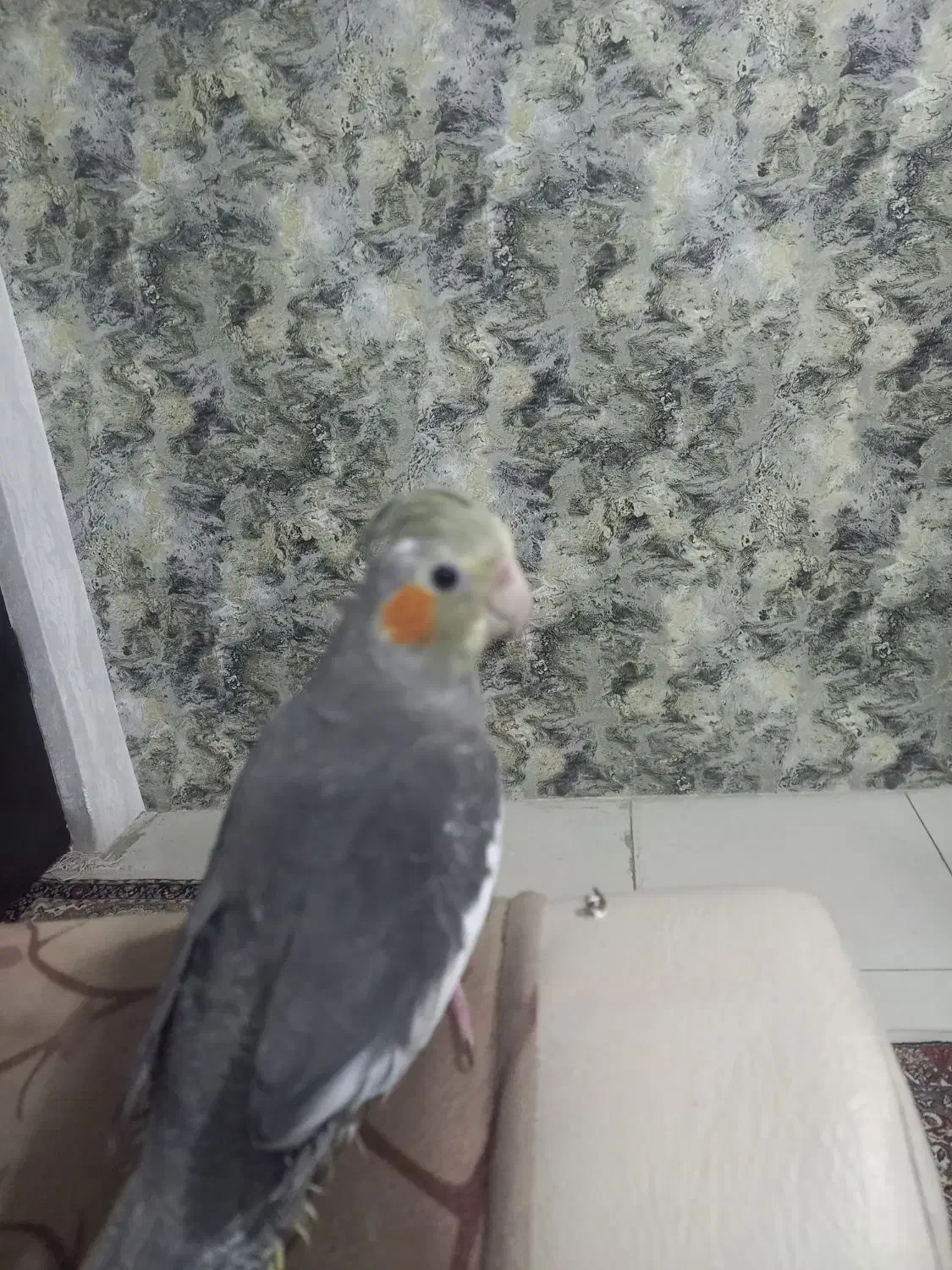 طوطی عروس|پرنده|صومعه‌سرا, |دیوار