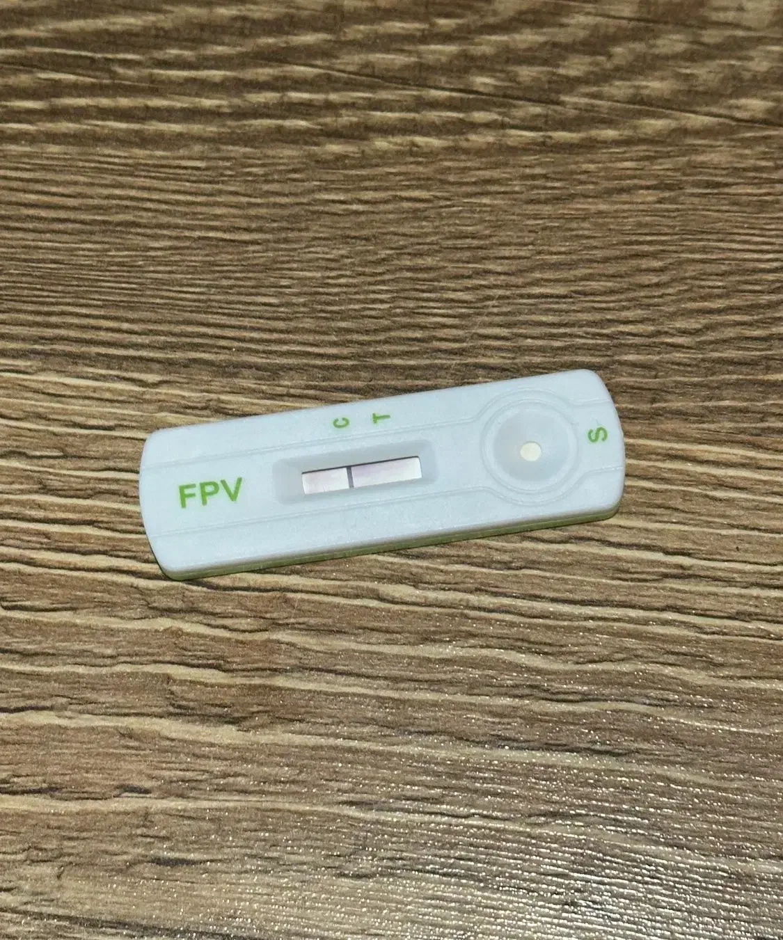 گربه عروسکی|گربه|قم, سعادتی|دیوار