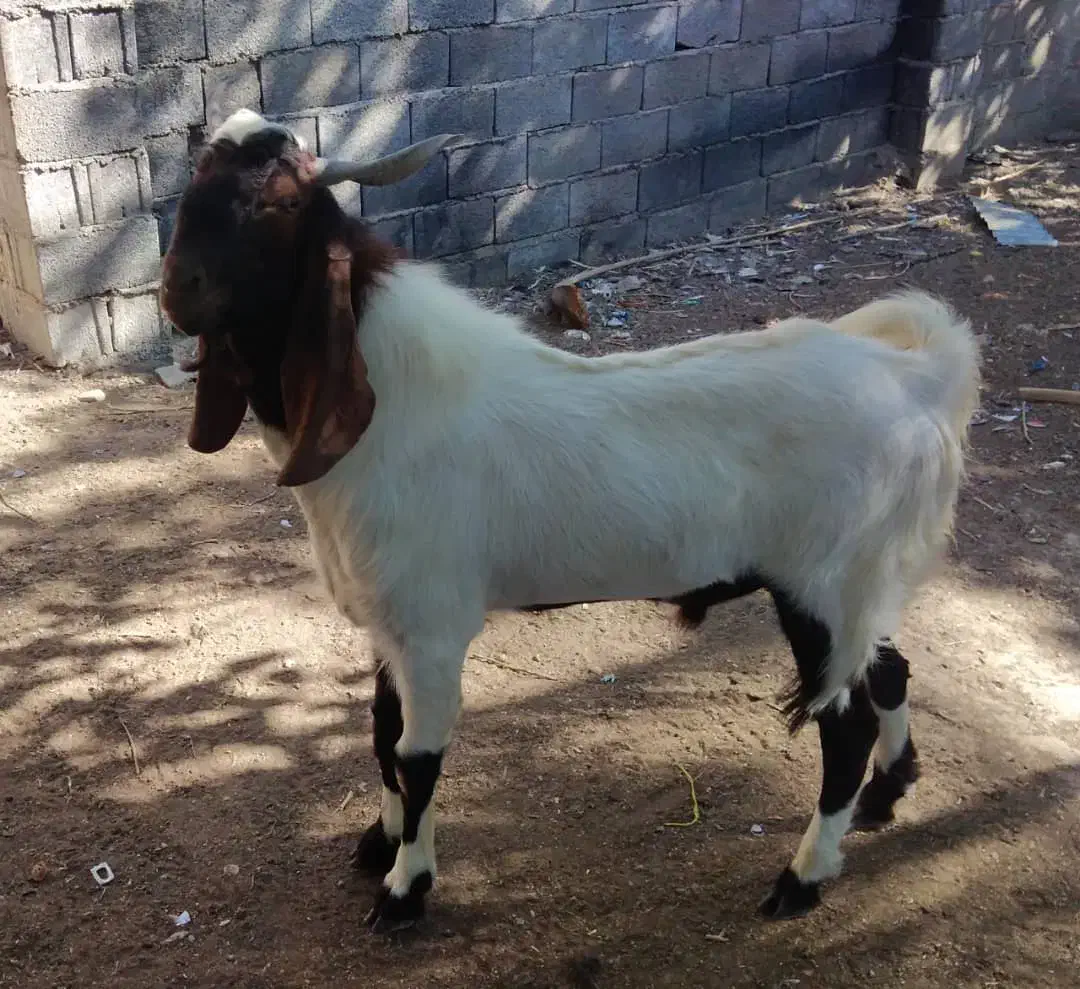 فروش چپش دورگه پاکستانی|حیوانات مزرعه|لار, |دیوار