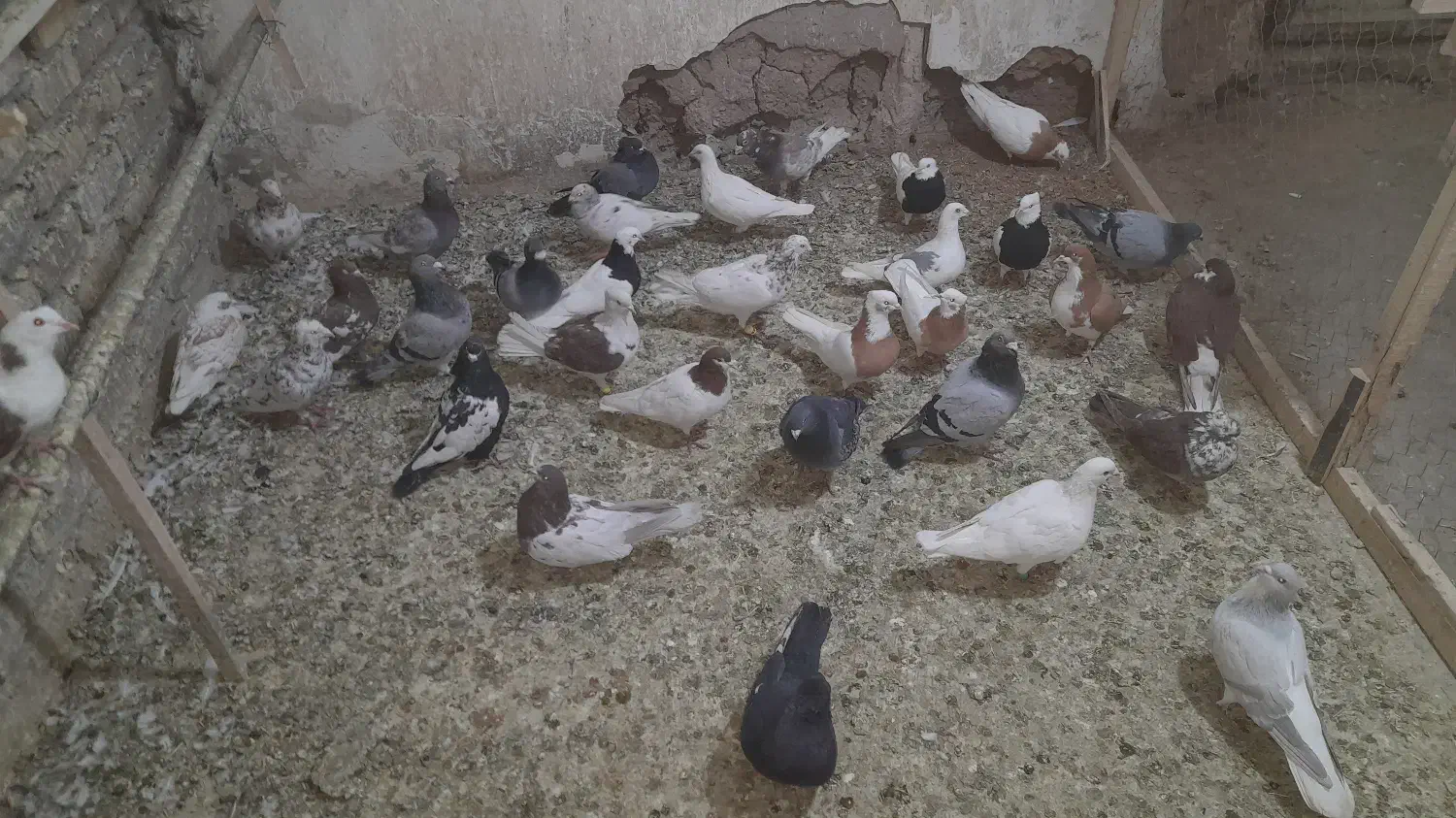 کبوتر|پرنده|رامند, |دیوار