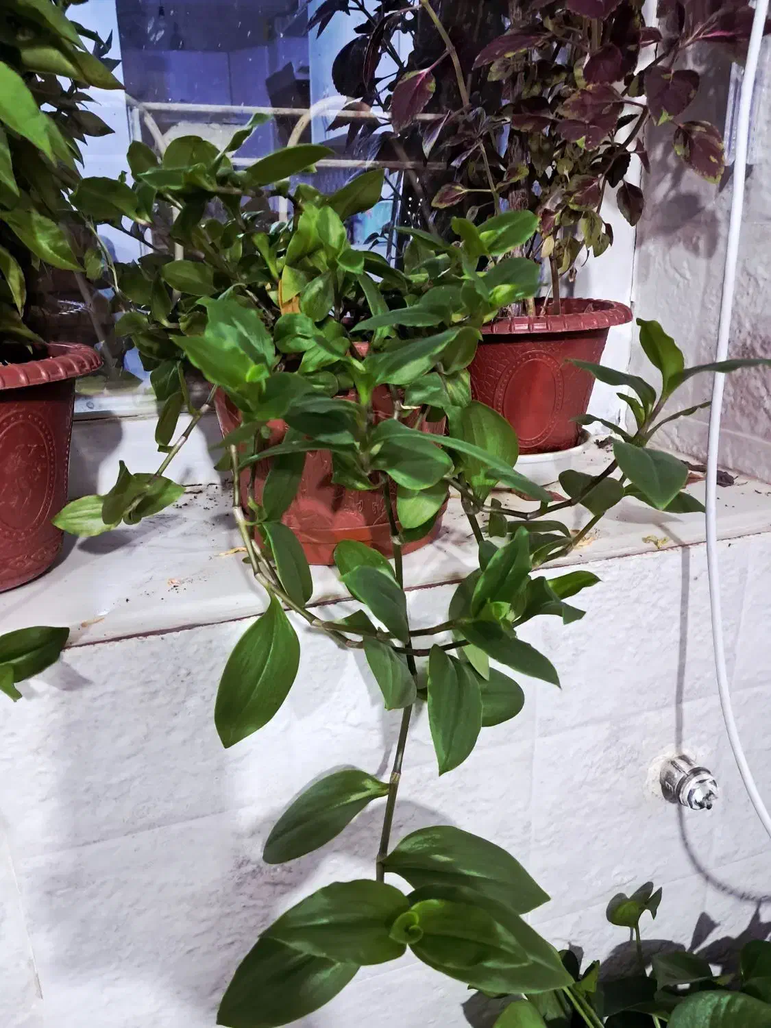 گل طبیعی حسن یوسف وپتوس و پدیلانتوس|گل و گیاه طبیعی|شیراز, گویم|دیوار