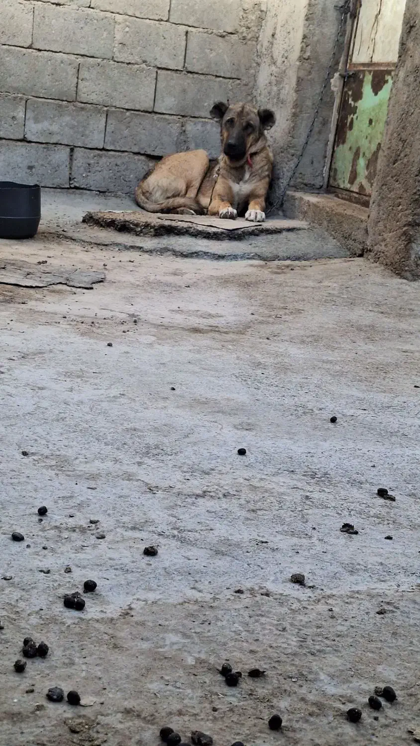 فروش|سگ|شاهین دژ, |دیوار