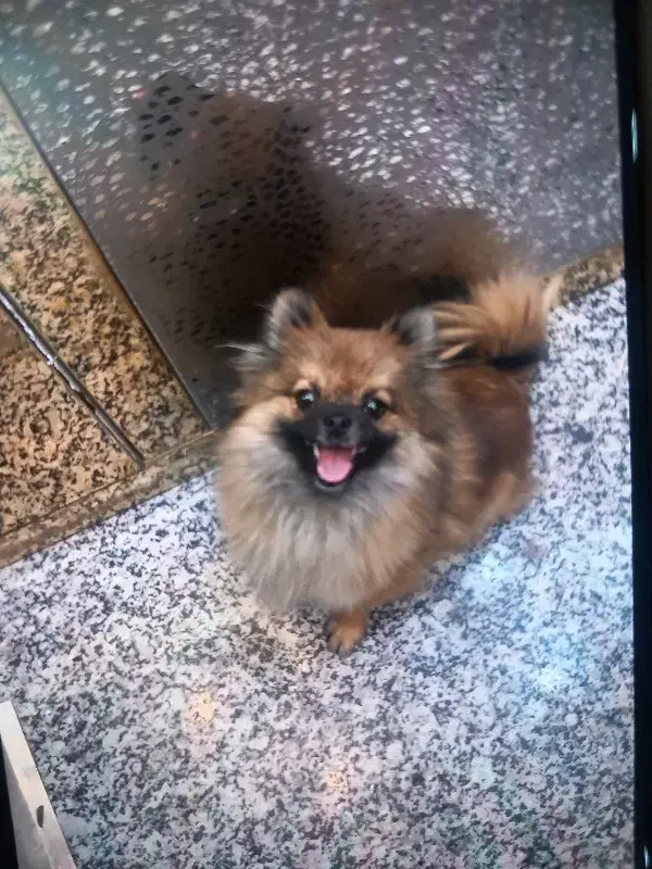 سگ پامر|سگ|شهریار, شهرک وائین|دیوار