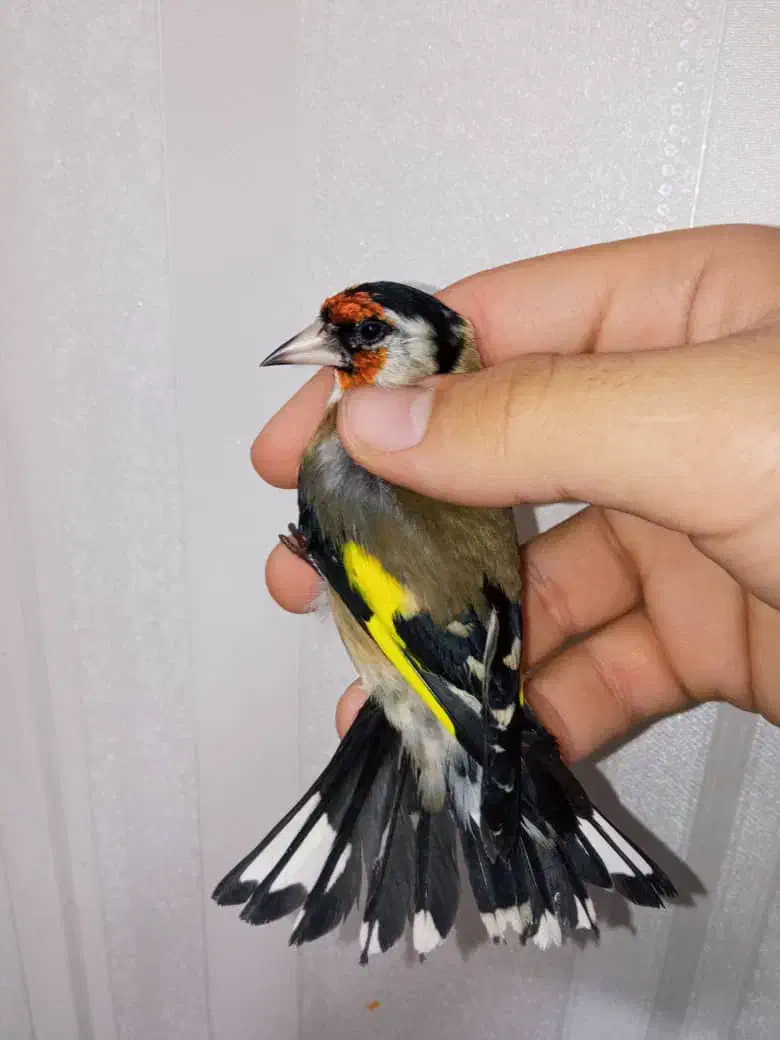 سهره نر عطیقه چونه سفید لوپ دودی|پرنده|تهران, مسعودیه|دیوار