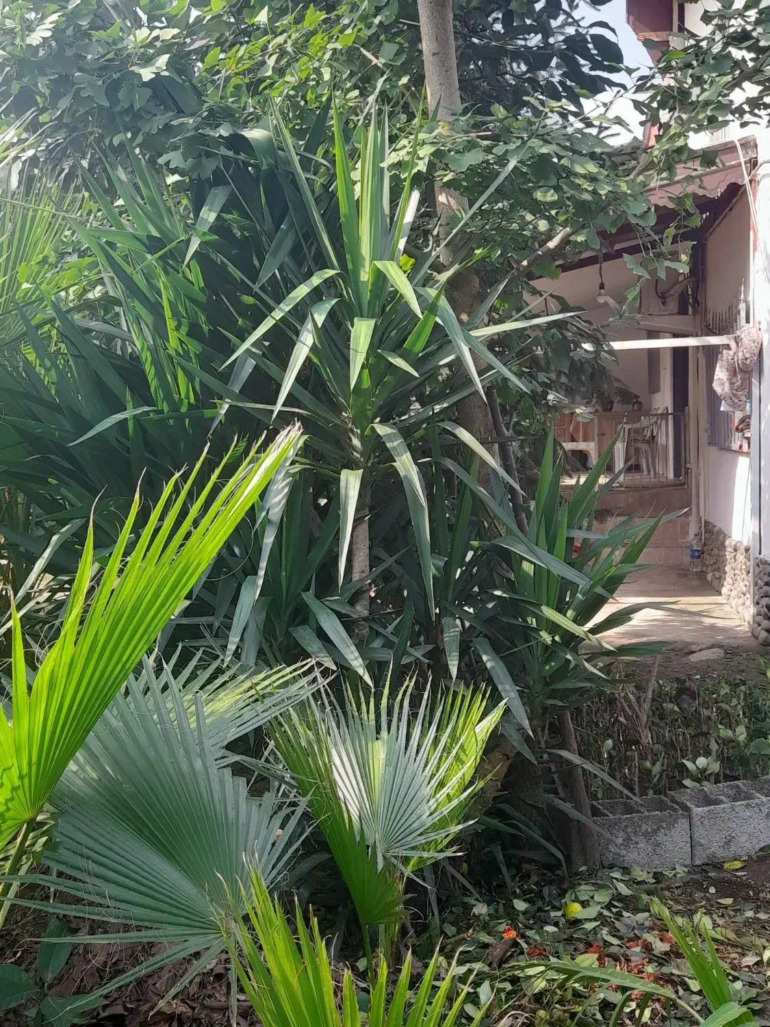 فروش انواع گل لوکس|گل و گیاه طبیعی|رحیمآباد, |دیوار