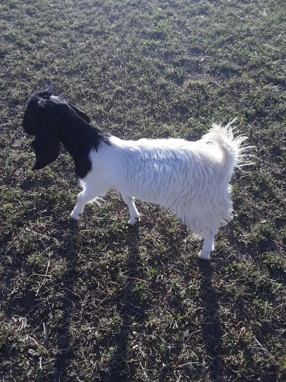 بزغاله نژدی نر تا سه قل|حیوانات مزرعه|فارسان, |دیوار