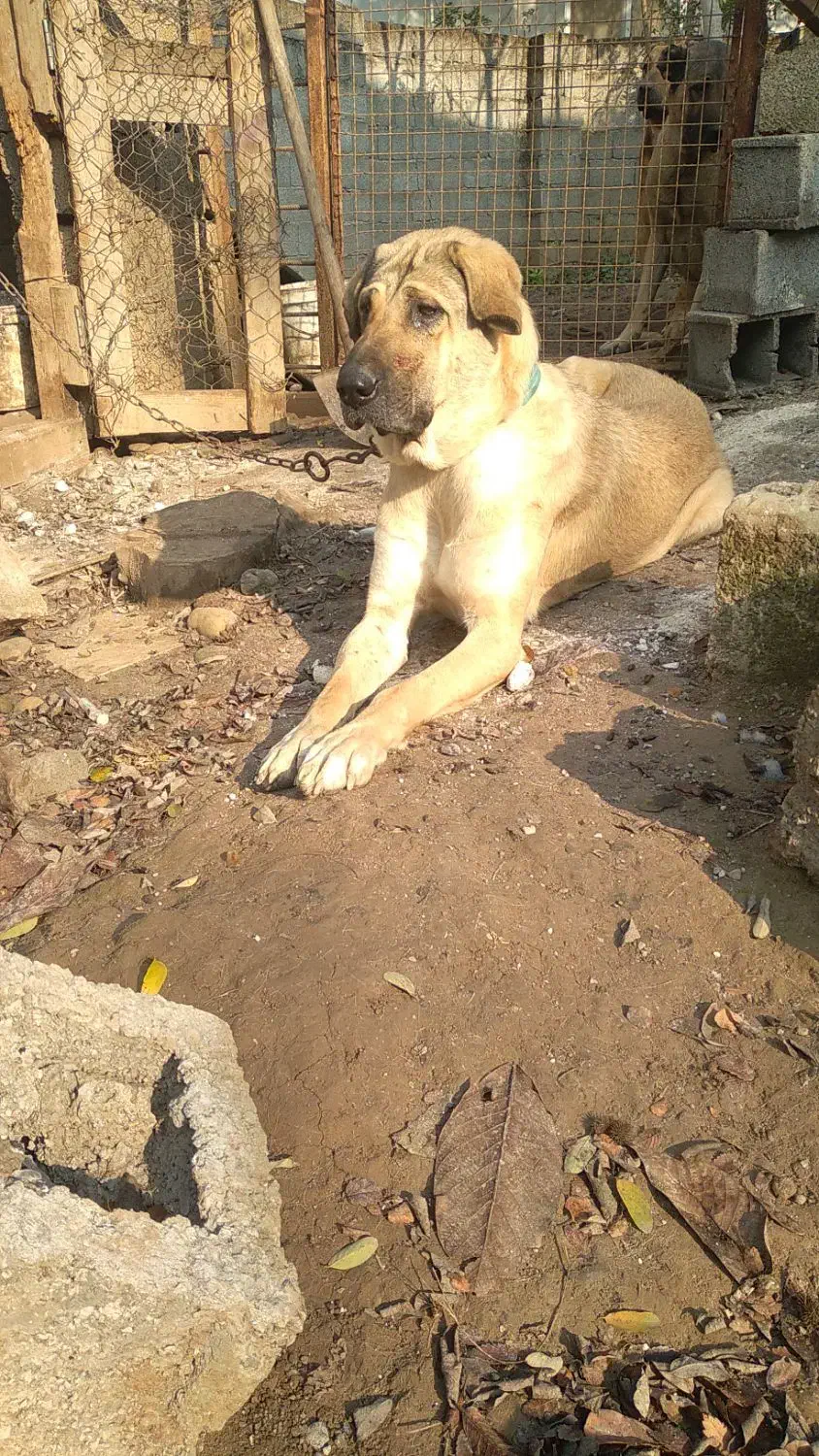 سگ پژدر،سرابی|سگ|سنگر, |دیوار