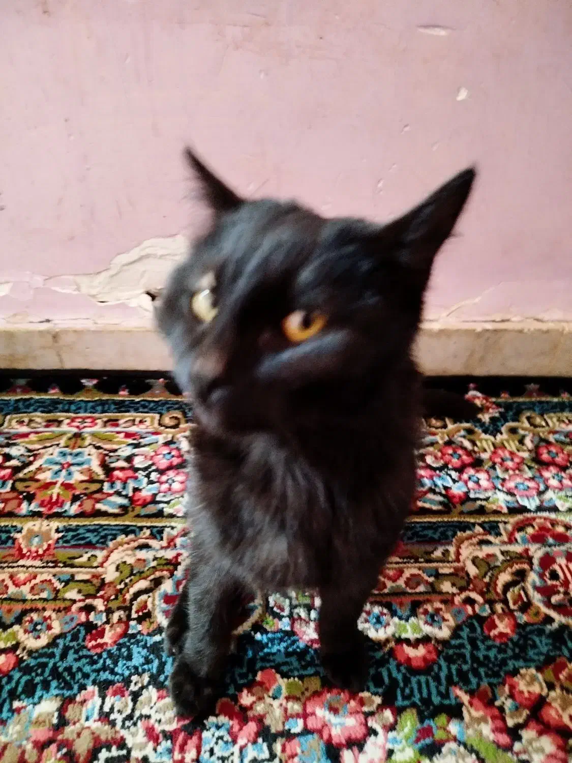 گربه خانگی|گربه|بم, |دیوار