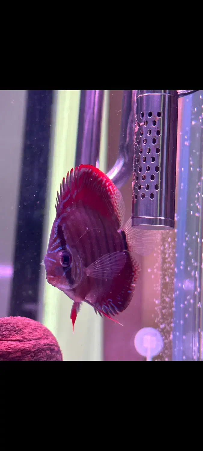 فروش پنج عدد دیسکس چهار و نیم پنج اینچ|ماهی|چالوس, |دیوار