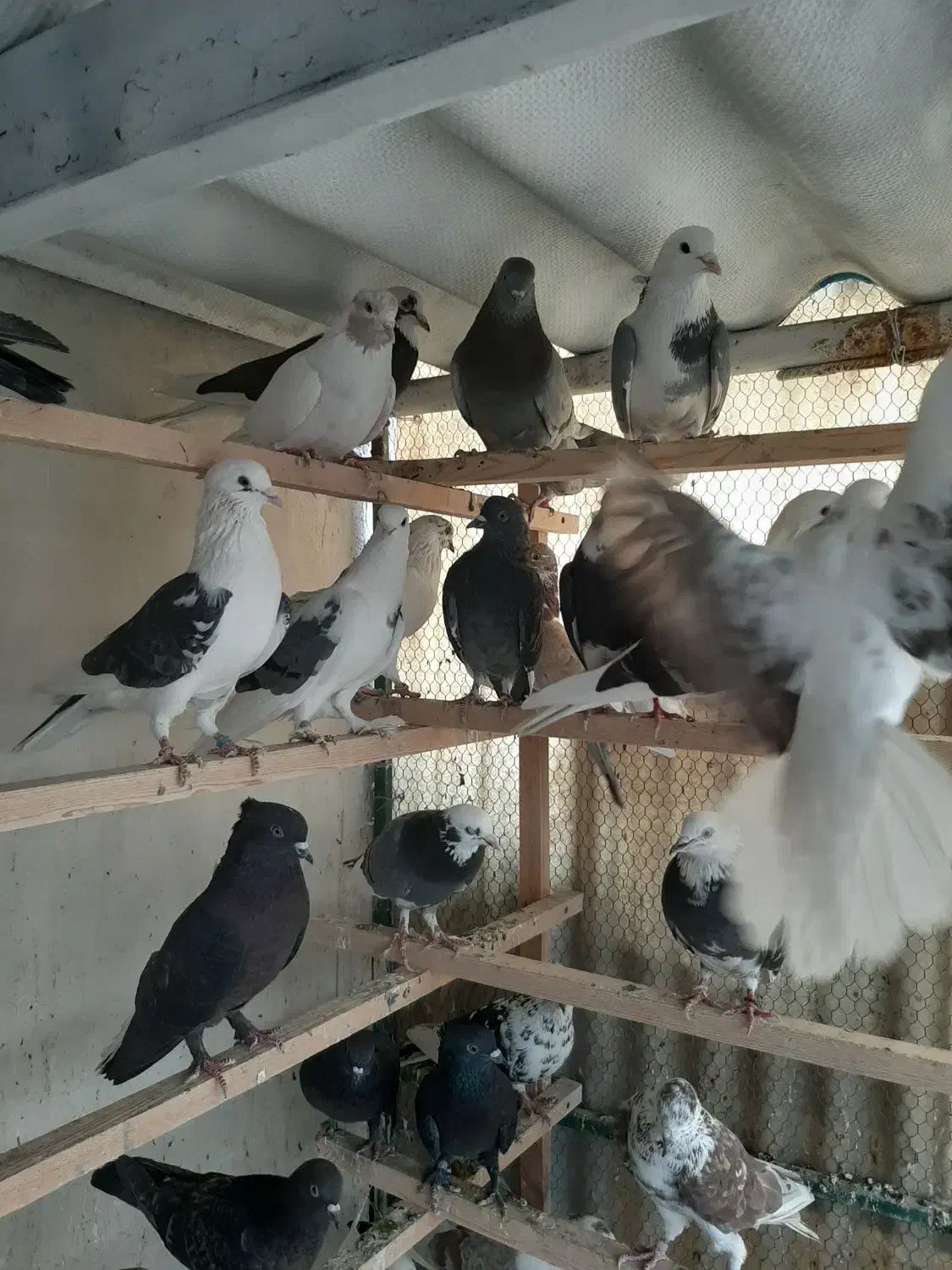 80طوق غریب گیری|پرنده|چهاردانگه (تهران), |دیوار