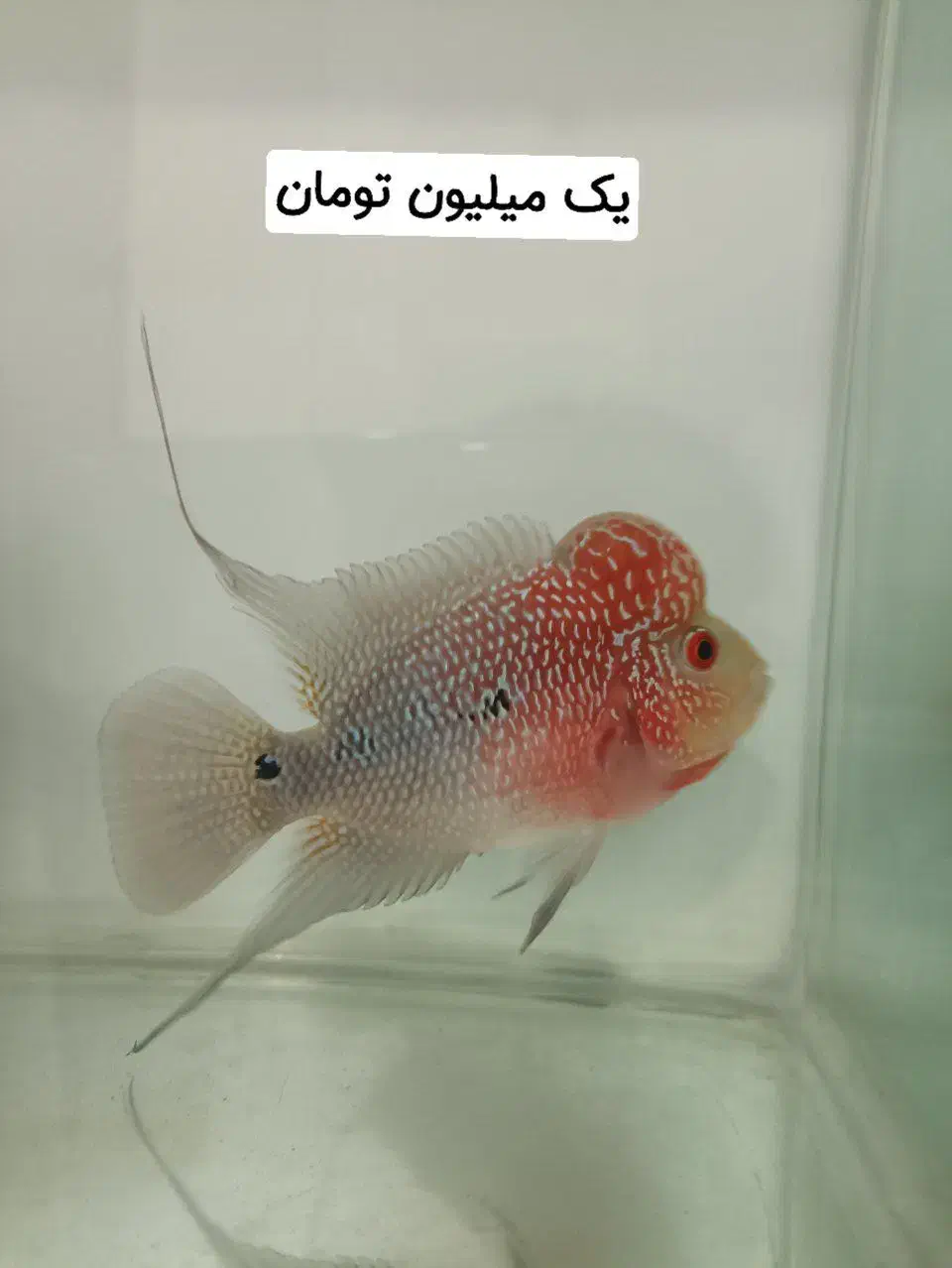 ماهی فلاور هورن نر و ماده و بچه فلاور|ماهی|مشهد, حضرت حجت|دیوار