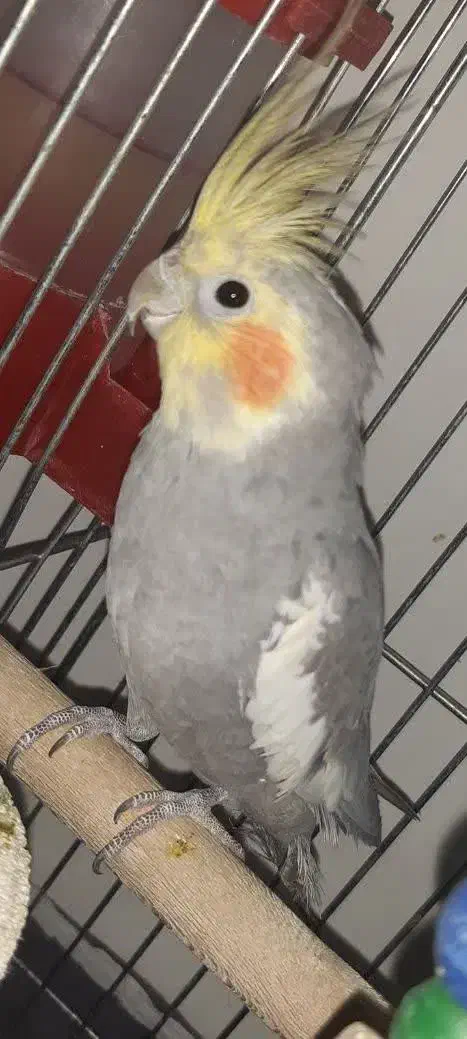 عروس هلندی 9ماهه نر سخنگو|پرنده|شاهینشهر, گرگاب|دیوار