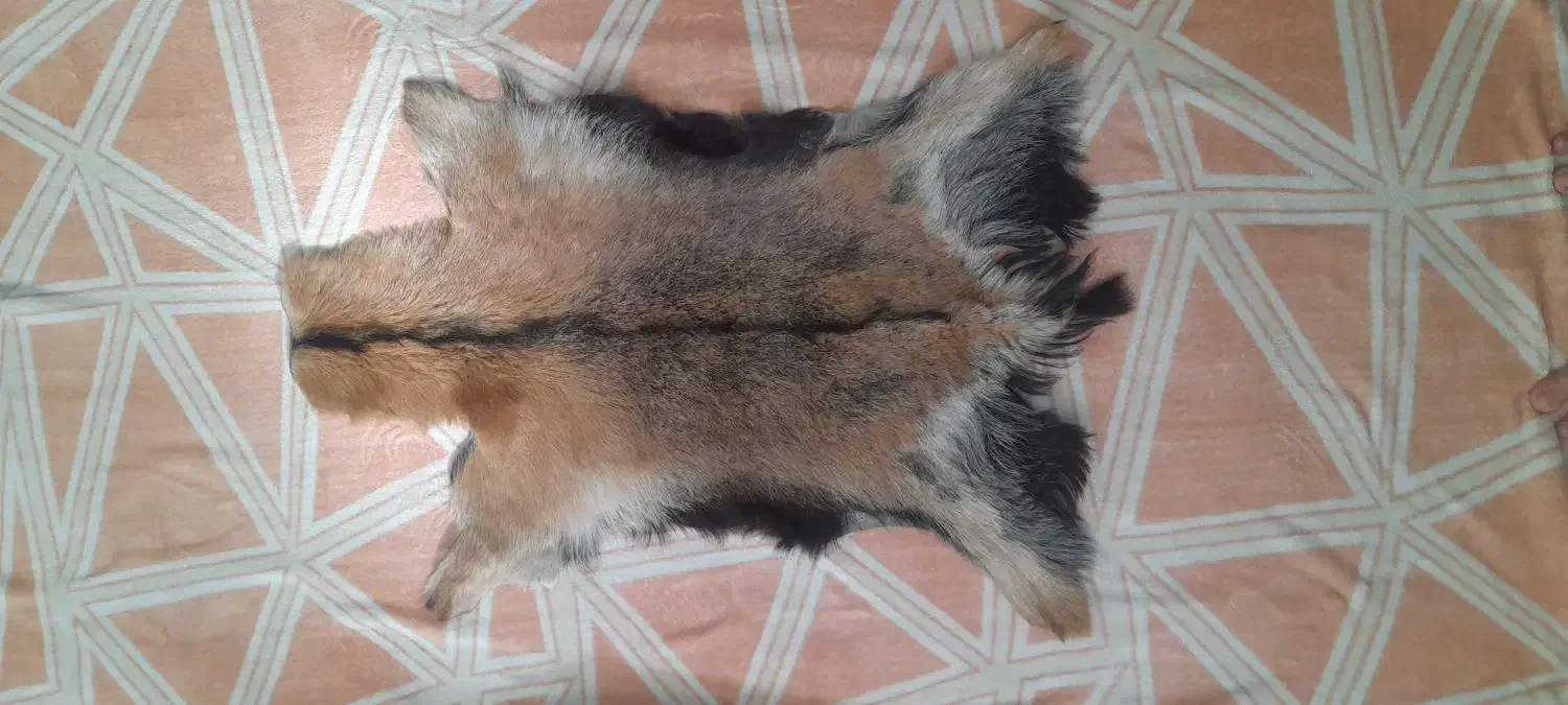 پوست بز طبیعی|صنایع دستی و سایر لوازم تزئینی|قرچک, میرزائی شمالی|دیوار