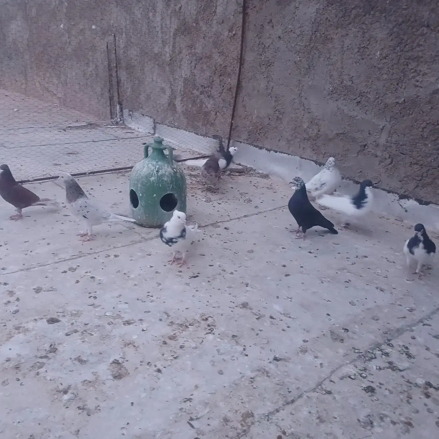 کفتر نقش وپرشی|پرنده|زارچ, |دیوار