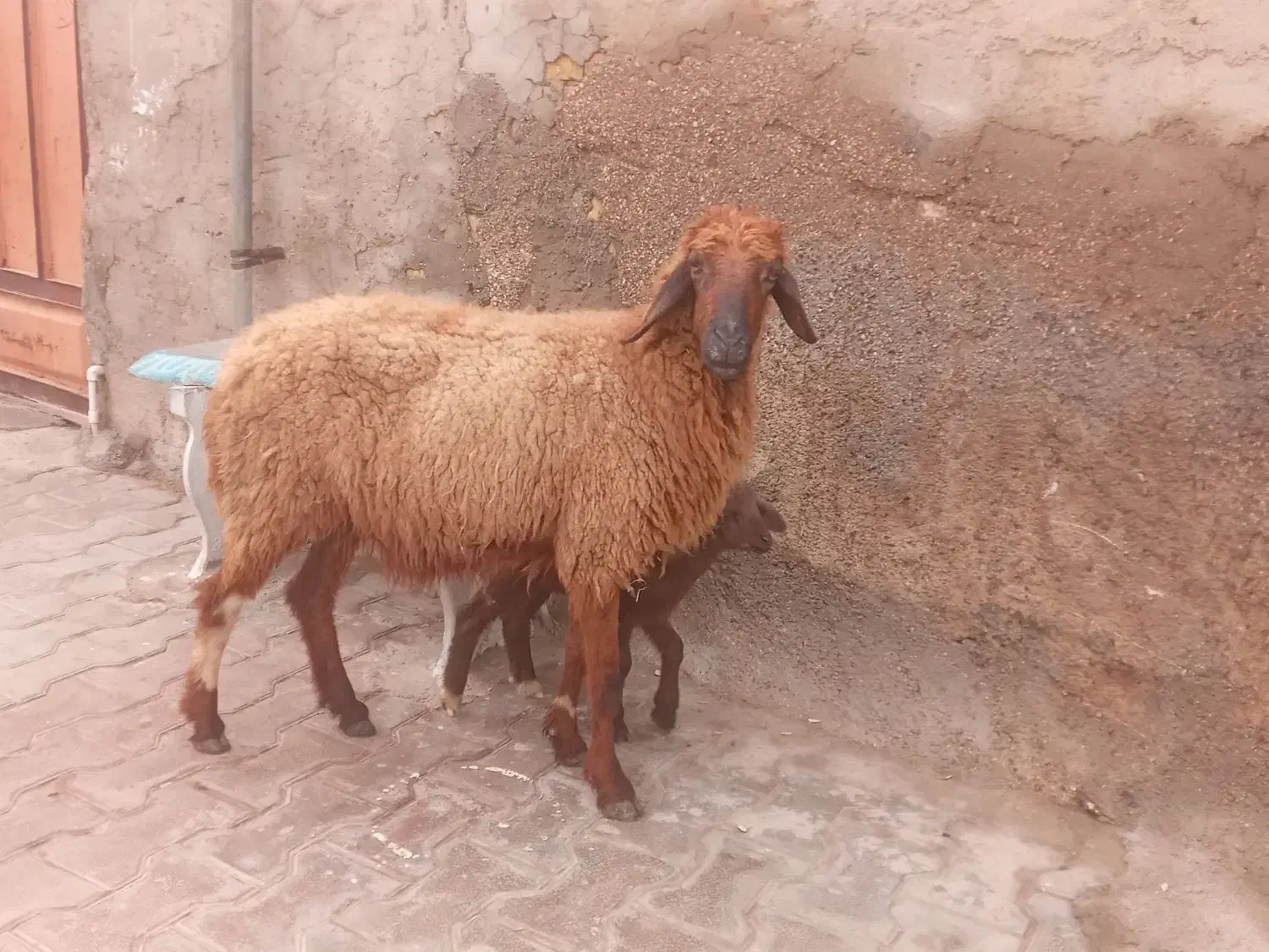 گوسفند و بره|حیوانات مزرعه|اهواز, منازل کارون|دیوار