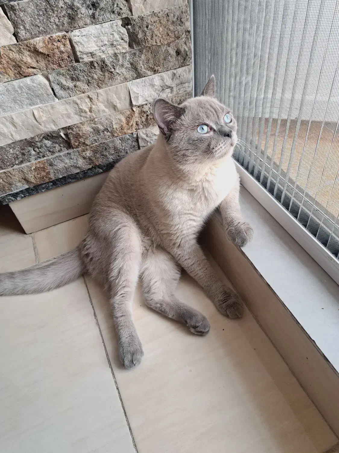 گربه نر عقیم شده|گربه|فردیس, منظریه|دیوار