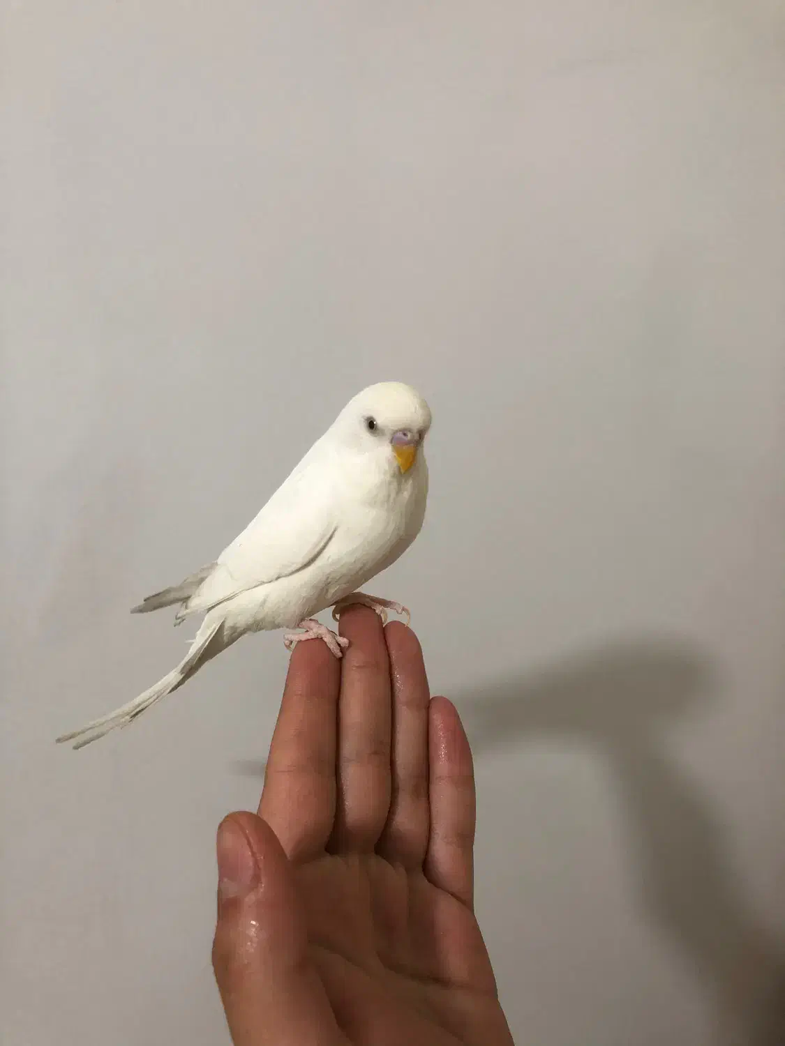 مرغ عشق دستی|پرنده|کرج, ساسانی (قلمستان)|دیوار