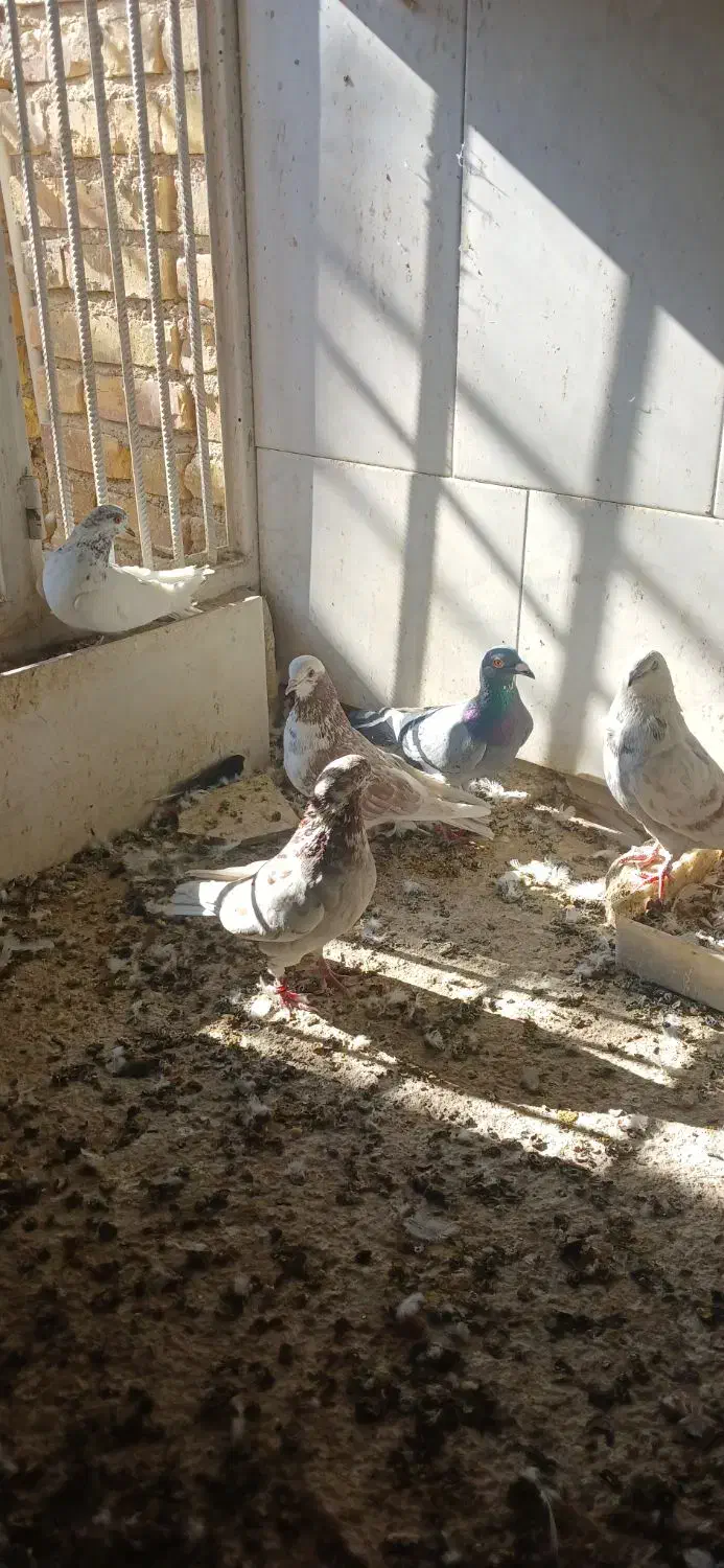 کفتر پرشی|پرنده|اردکان, |دیوار