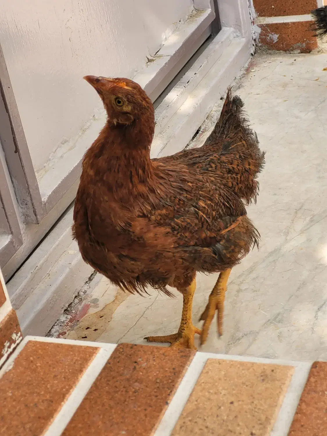 جوجه محلی بالغ|حیوانات مزرعه|قشم, |دیوار