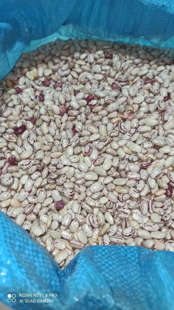 لوبیا چیتی درجه یک یک دست به شرط|عمده‌فروشی|شیراز, گویم|دیوار