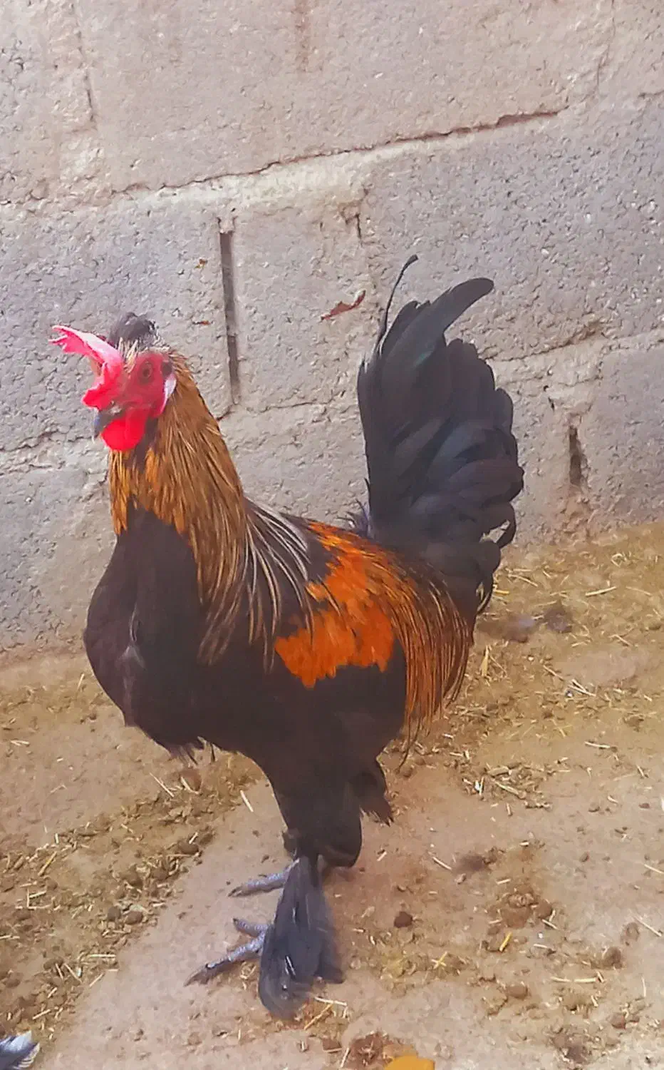 فروش خروس محلی درجه یک خوش رنگ واکسن خورده سر حال|حیوانات مزرعه|علامرودشت, |دیوار