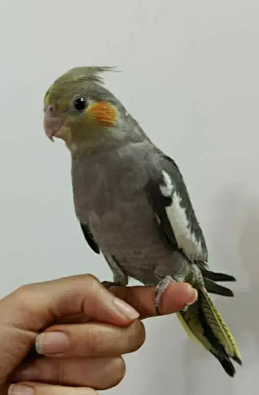 عروس دارچینی|پرنده|قم, سراجه (۱۵ خرداد)|دیوار