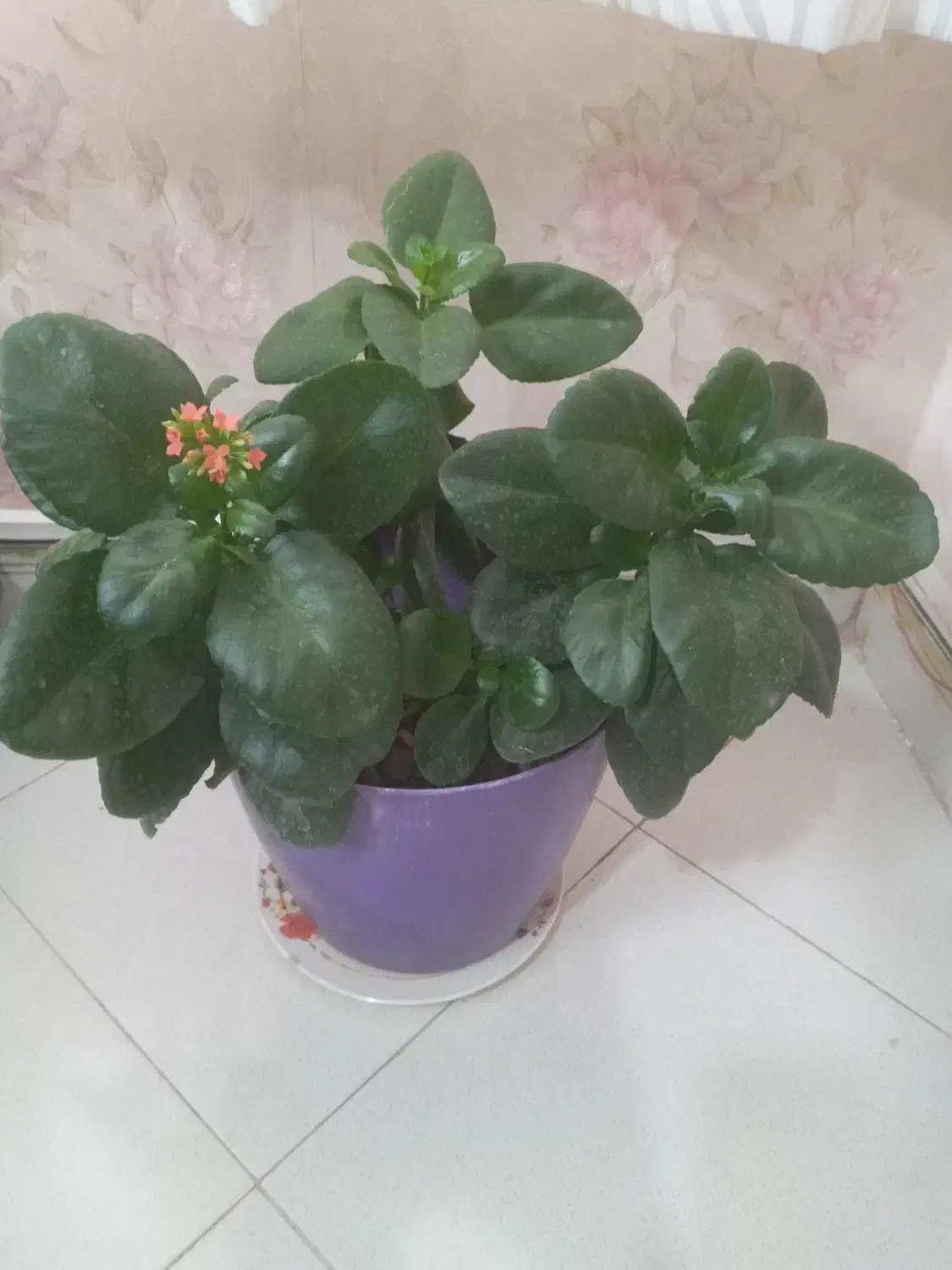 گلهای زیبای خانگی|گل و گیاه طبیعی|تهران, تهرانپارس غربی|دیوار