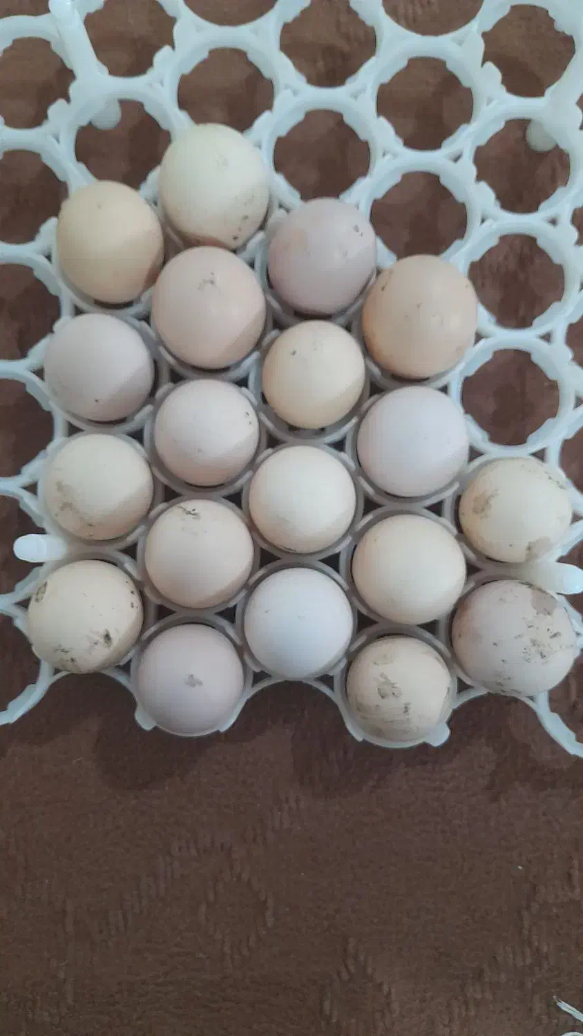 تخم مرغ|حیوانات مزرعه|آمل, |دیوار