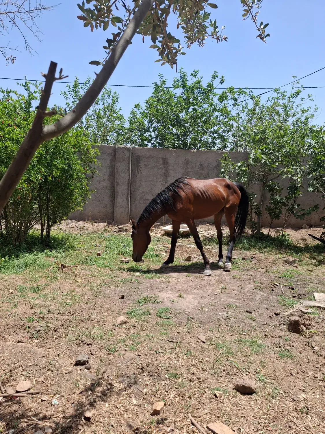 اسب جوان ۳ ساله مادیان|اسب و تجهیزات اسب‌سواری|گرمسار, |دیوار