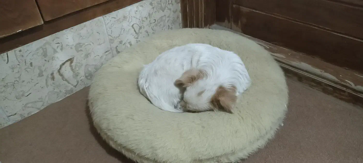 سگ گمشده|سگ|مبارکه, |دیوار