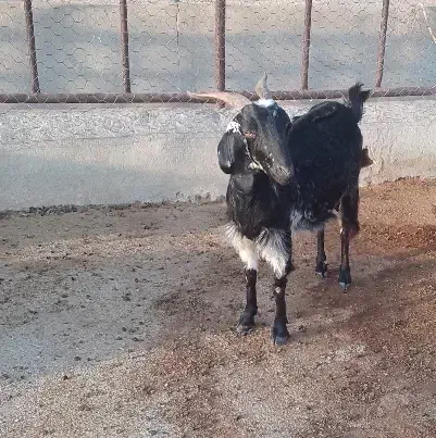 فروش بز با بزغاله|حیوانات مزرعه|ایوان, |دیوار