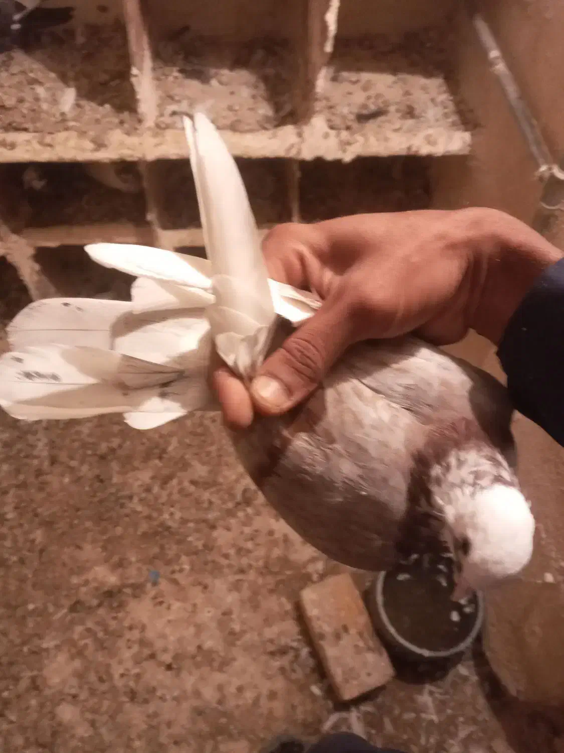 هفترنگ|پرنده|هامون, |دیوار