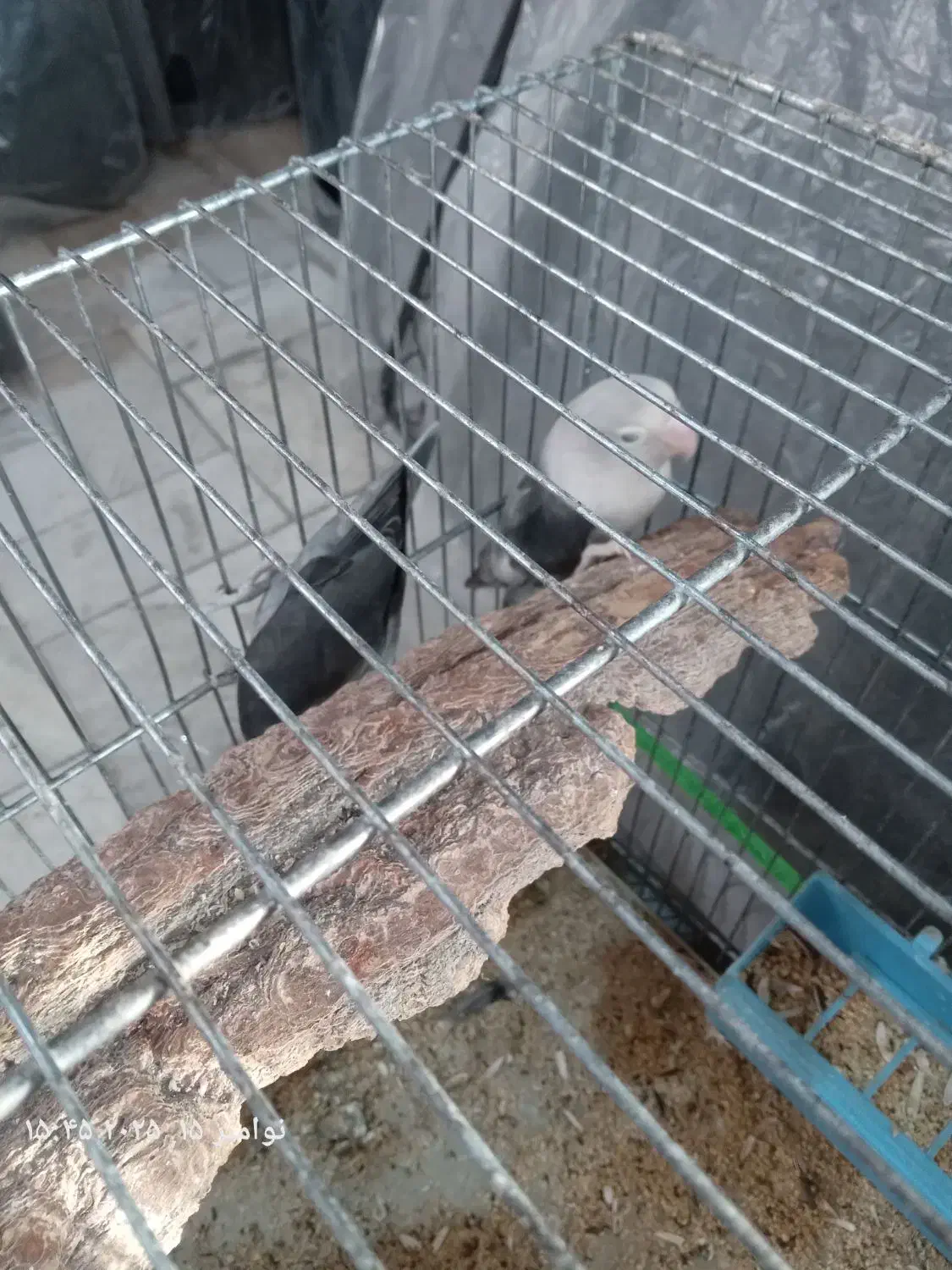 طوطی کتوله|پرنده|بافت, |دیوار