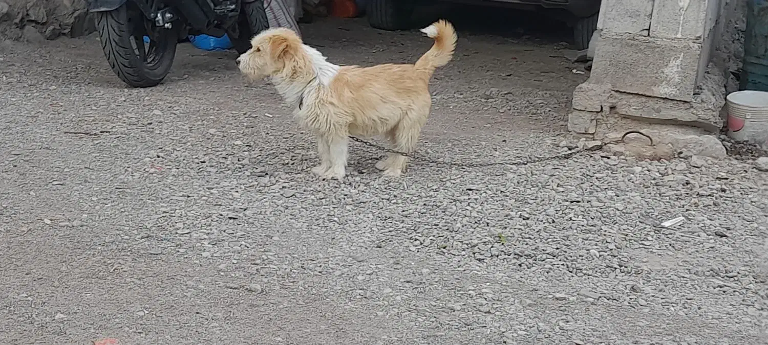 پاکوتا بسیار حرف گوش کن|سگ|زنجانرود, |دیوار